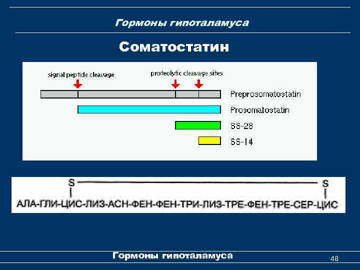  Гормоны гипоталамуса Соматостатин Гормоны гипоталамуса 48 