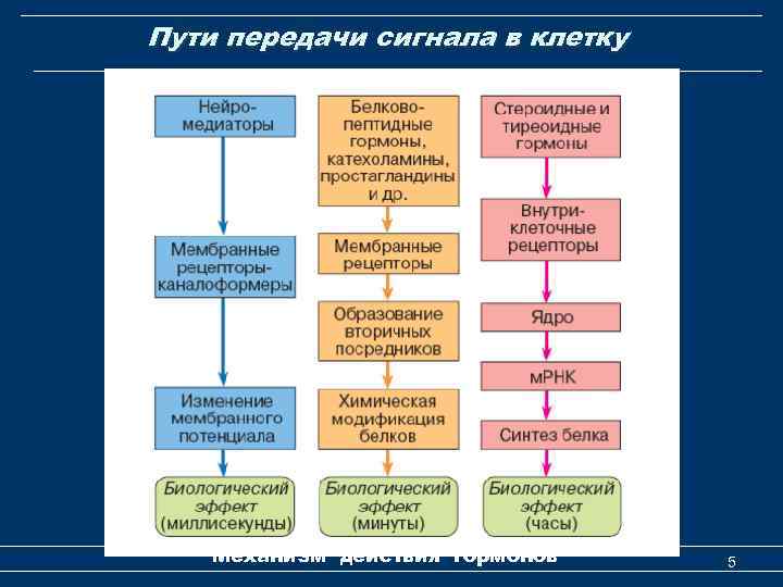 Пути передачи сигнала в клетку Механизм действия гормонов 5 