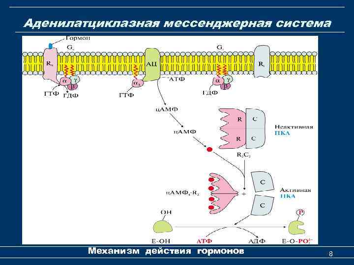 Аденилатциклазная мессенджерная система Механизм действия гормонов 8 