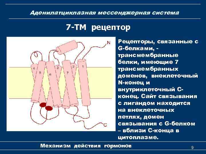 Аденилатциклазная мессенджерная система 7 -ТМ рецептор Рецепторы, связанные с G-белками, трансмембранные белки, имеющие 7