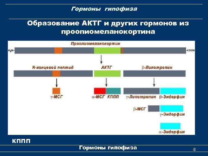 Гормоны гипофиза Образование АКТГ и других гормонов из проопиомеланокортина КППП Гормоны гипофиза 8 