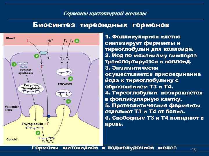 Гормоны щитовидной железы Биосинтез тиреоидных гормонов 1. Фолликулярная клетка синтезирует ферменты и тиреоглобулин для