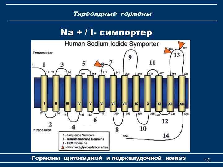 Тиреоидные гормоны Na + / I- симпортер Гормоны щитовидной и поджелудочной желез 13 