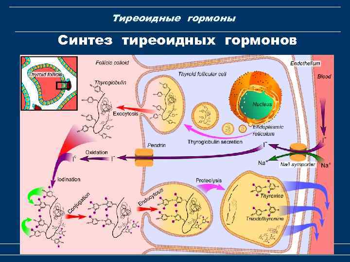 Тиреоидные гормоны Синтез тиреоидных гормонов Гормоны щитовидной и поджелудочной желез 14 