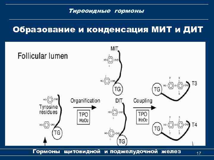 Тиреоидные гормоны Образование и конденсация МИТ и ДИТ Гормоны щитовидной и поджелудочной желез 17