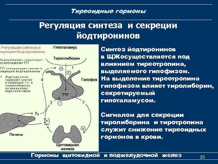 Тиреоидные гормоны Регуляция синтеза и секреции йодтиронинов Синтез йодтиронинов в ЩЖосуществляется под влиянием тиреотропина,