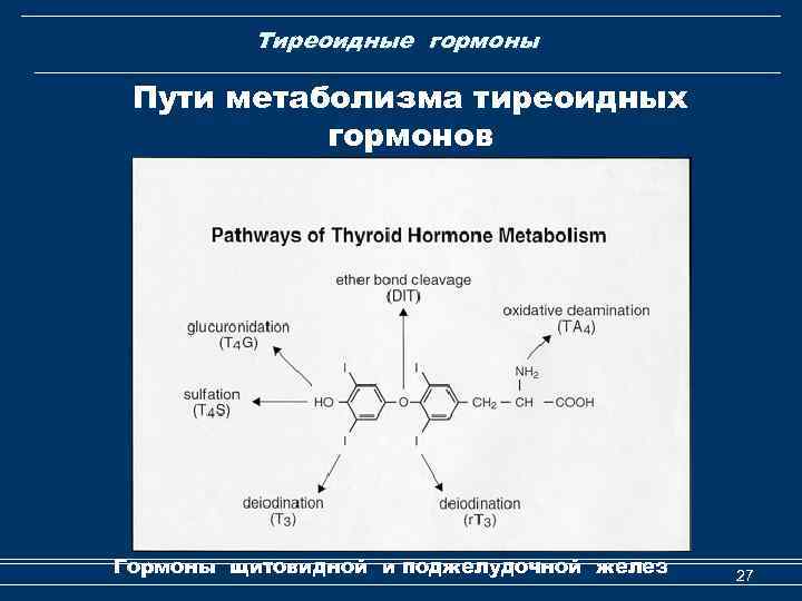 Схема синтеза тиреоидных гормонов