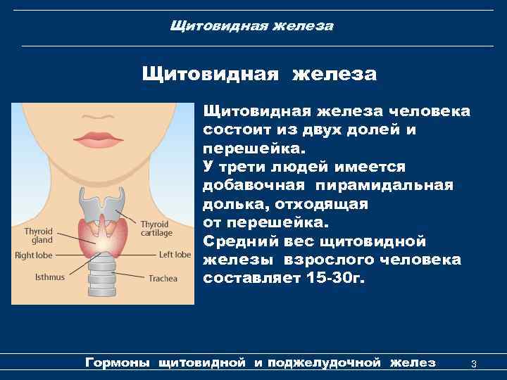 Щитовидная железа человека состоит из двух долей и перешейка. У трети людей имеется добавочная