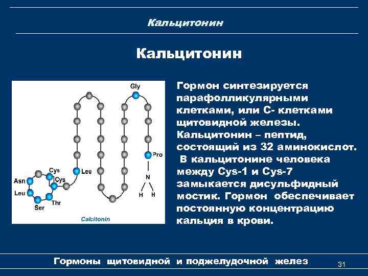 Кальцитонин Гормон синтезируется парафолликулярными клетками, или С- клетками щитовидной железы. Кальцитонин – пептид, состоящий