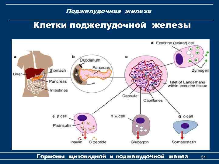 Синтез гормонов щитовидной железы схема