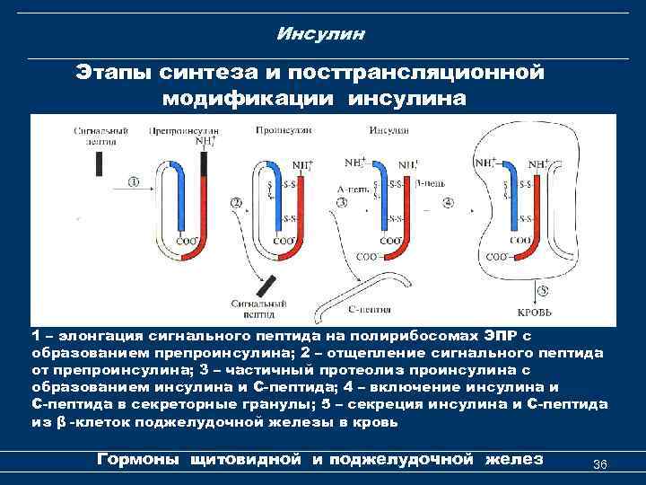 Инсулин Этапы синтеза и посттрансляционной модификации инсулина 1 – элонгация сигнального пептида на полирибосомах