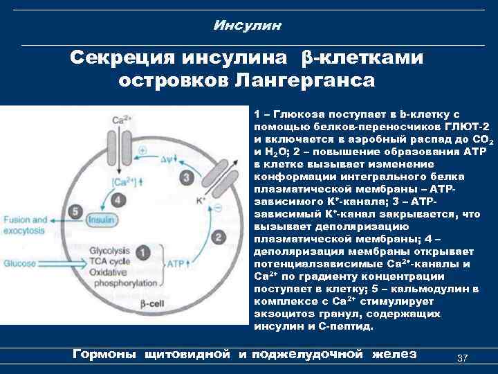 Инсулин Секреция инсулина β-клетками островков Лангерганса 1 – Глюкоза поступает в b-клетку с помощью