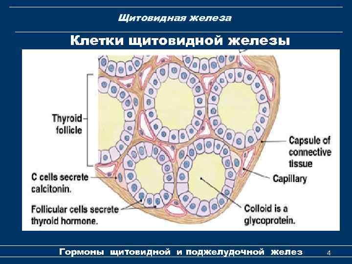 Щитовидная железа Клетки щитовидной железы Гормоны щитовидной и поджелудочной желез 4 