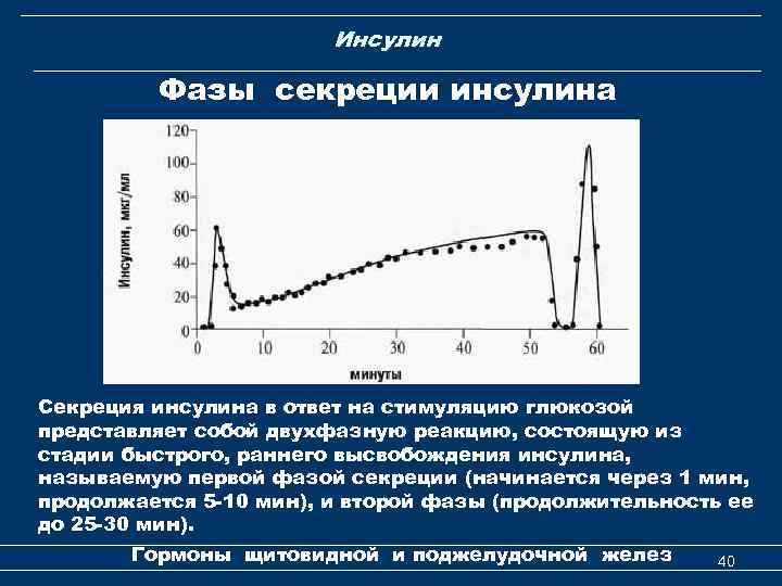 Инсулин Фазы секреции инсулина Секреция инсулина в ответ на стимуляцию глюкозой представляет собой двухфазную