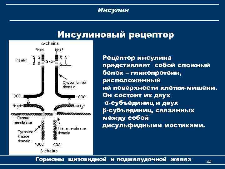 Инсулиновый рецептор Рецептор инсулина представляет собой сложный белок – гликопротеин, расположенный на поверхности клетки-мишени.