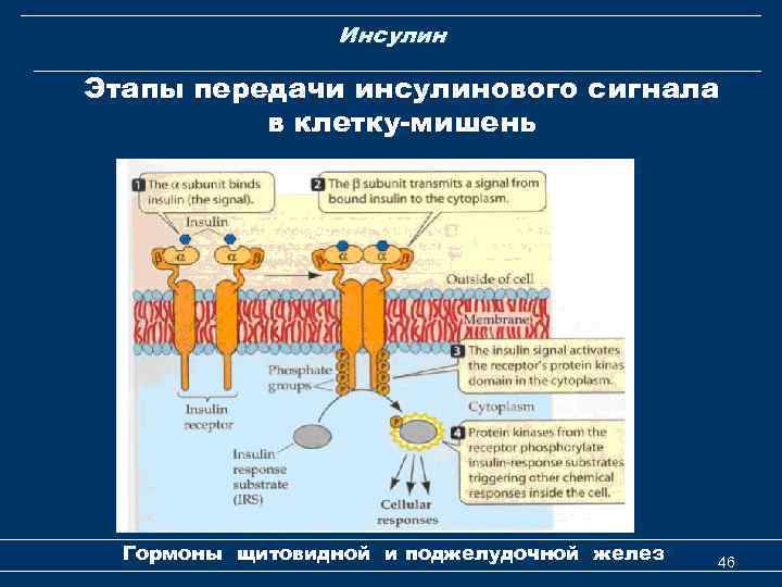 Инсулин Этапы передачи инсулинового сигнала в клетку-мишень Гормоны щитовидной и поджелудочной желез 46 