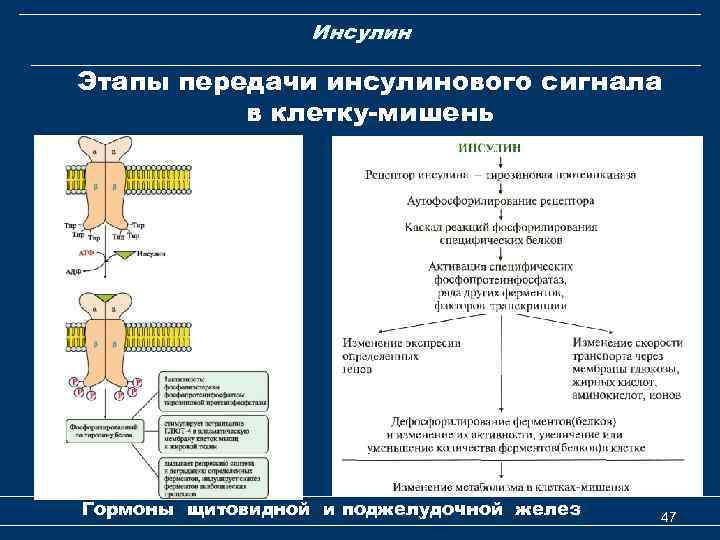 Презентация гормоны биология