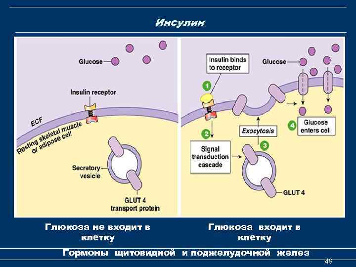  Инсулин Глюкоза не входит в клетку Глюкоза входит в клетку Гормоны щитовидной и