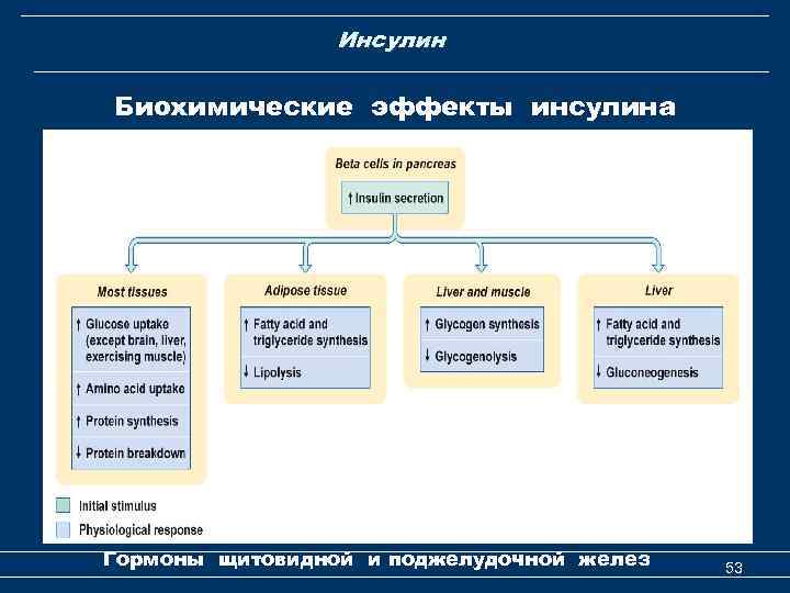 Инсулин Биохимические эффекты инсулина Гормоны щитовидной и поджелудочной желез 53 