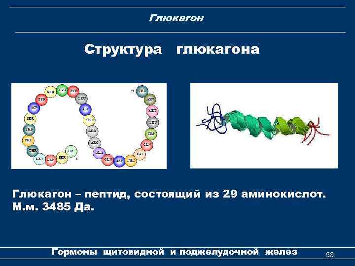 Глюкагон Структура глюкагона Глюкагон – пептид, состоящий из 29 аминокислот. М. м. 3485 Да.