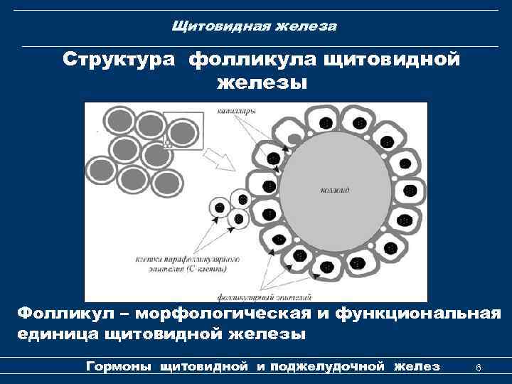 Щитовидная железа Структура фолликула щитовидной железы Фолликул – морфологическая и функциональная единица щитовидной железы