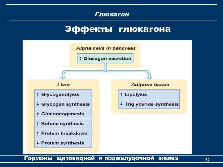 Глюкагон Эффекты глюкагона Гормоны щитовидной и поджелудочной желез 62 