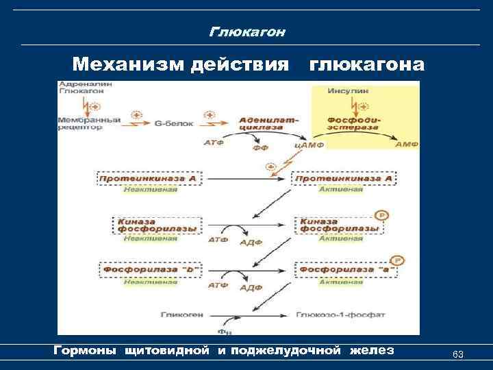 Глюкагон Механизм действия глюкагона Гормоны щитовидной и поджелудочной желез 63 