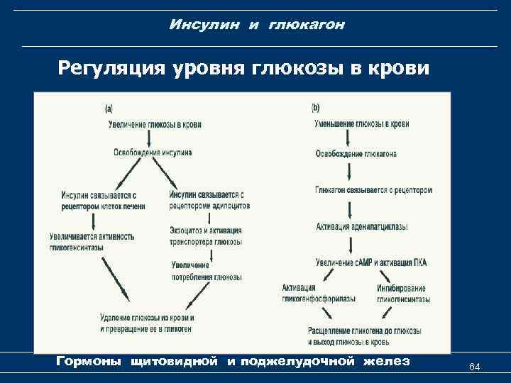 Инсулин и глюкагон Регуляция уровня глюкозы в крови Гормоны щитовидной и поджелудочной желез 64