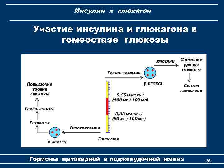 Инсулин и глюкагон Участие инсулина и глюкагона в гомеостазе глюкозы Гормоны щитовидной и поджелудочной