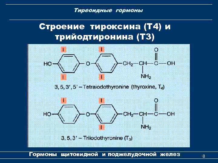 Какой гормон вырабатывает железа обозначенная на рисунке под буквой а гормон роста тироксин