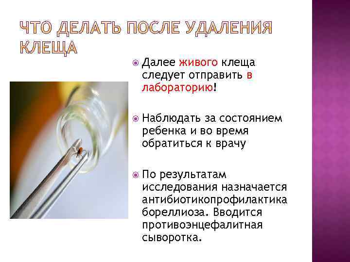  Далее живого клеща следует отправить в лабораторию! Наблюдать за состоянием ребенка и во