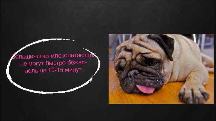 Большинство млекопитающих не могут быстро бежать дольше 10 -15 минут. 