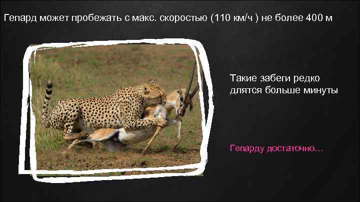 Гепард может пробежать с макс. скоростью (110 км/ч ) не более 400 м Такие