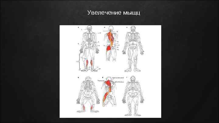 Увелечение мыщц 