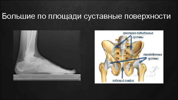 Большие по площади суставные поверхности 