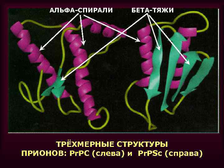АЛЬФА-СПИРАЛИ БЕТА-ТЯЖИ ТРЁХМЕРНЫЕ СТРУКТУРЫ ПРИОНОВ: Pr. PC (слева) и Pr. PSc (справа) 