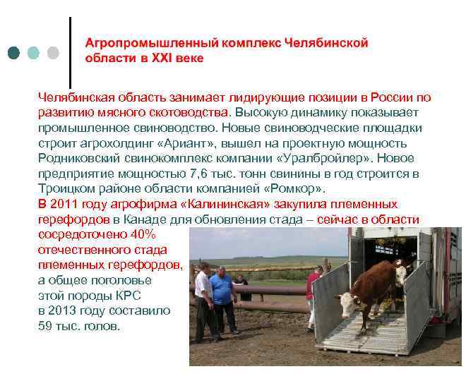 Челябинская область занимает лидирующие позиции в России по развитию мясного скотоводства. Высокую динамику показывает