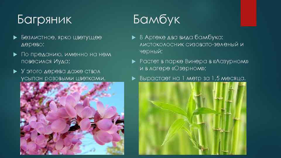 Багряник Безлистное, ярко цветущее дерево; Бамбук По преданию, именно на нем повесился Иуда; В