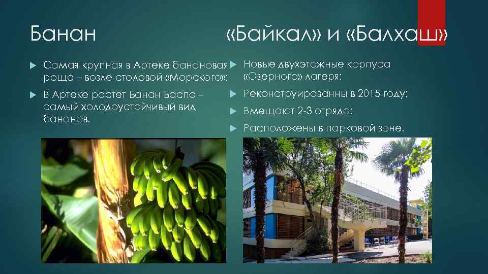 Банан «Байкал» и «Балхаш» Самая крупная в Артеке банановая Новые двухэтажные корпуса «Озерного» лагеря;