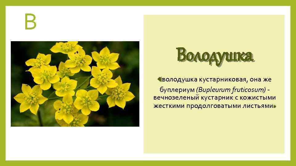 В Володушка «володушка кустарниковая, она же буплериум (Bupleurum fruticosum) вечнозеленый кустарник с кожистыми жесткими