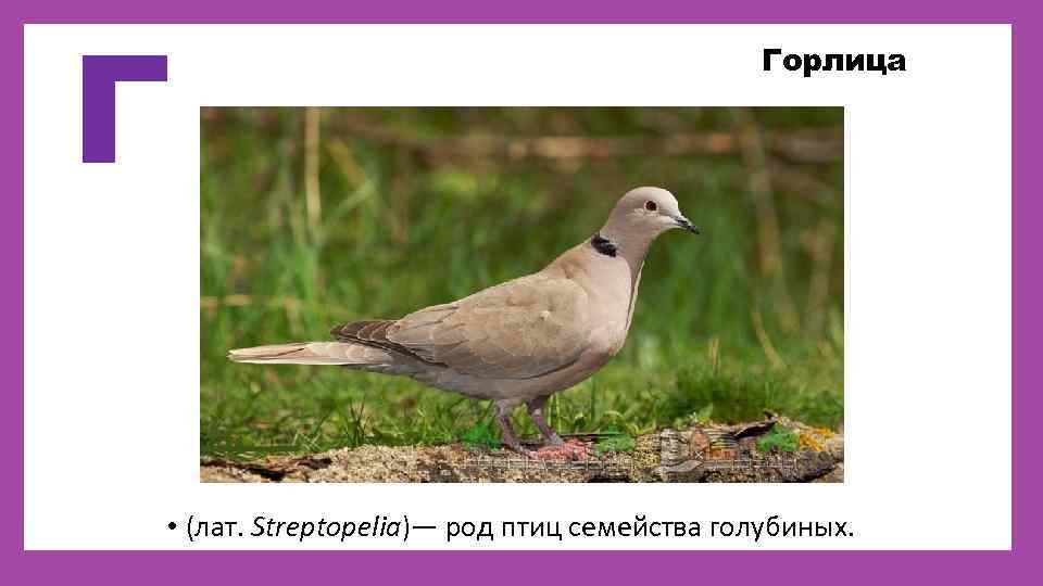 Г Горлица • (лат. Streptopelia)— род птиц семейства голубиных. 