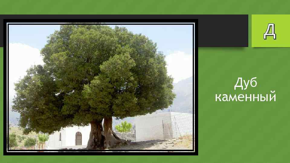 Д Дуб каменный 