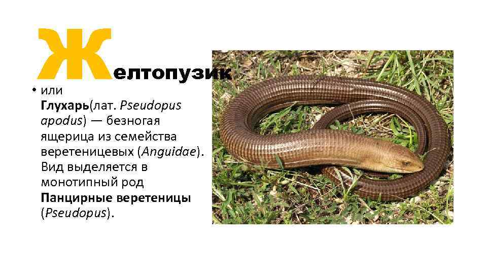 Ж елтопузик • или Глухарь(лат. Pseudopus apodus) — безногая ящерица из семейства веретеницевых (Anguidae).