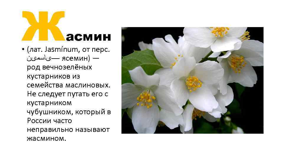 Ж асмин • (лат. Jasmínum, от перс. —یﺎﺳﻤیﻦ ясемин) — род вечнозелёных кустарников из