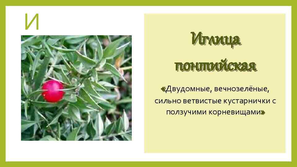 И Иглица понтийская «Двудомные, вечнозелёные, сильно ветвистые кустарнички с ползучими корневищами» 