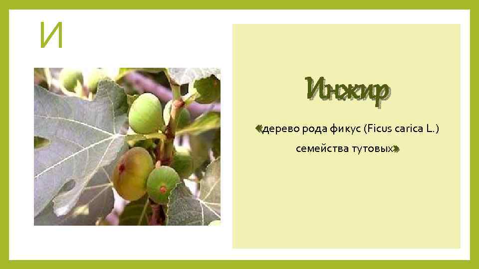 И Инжир «дерево рода фикус (Ficus carica L. ) семейства тутовых» 