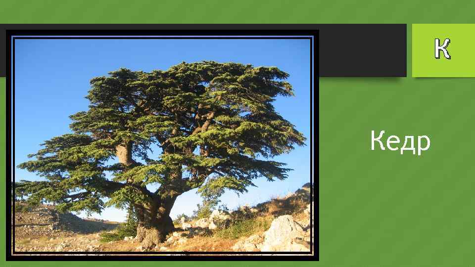 К Кедр 