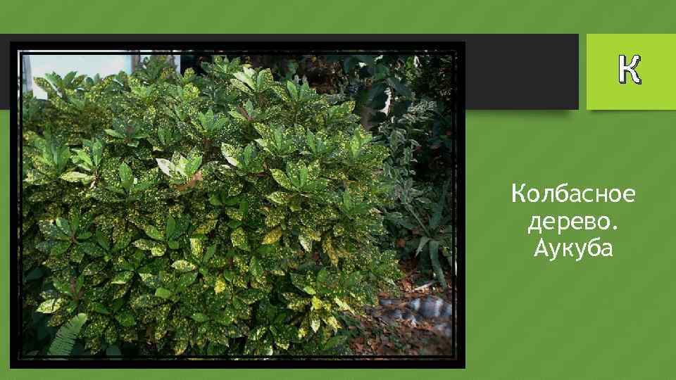 К Колбасное дерево. Аукуба 