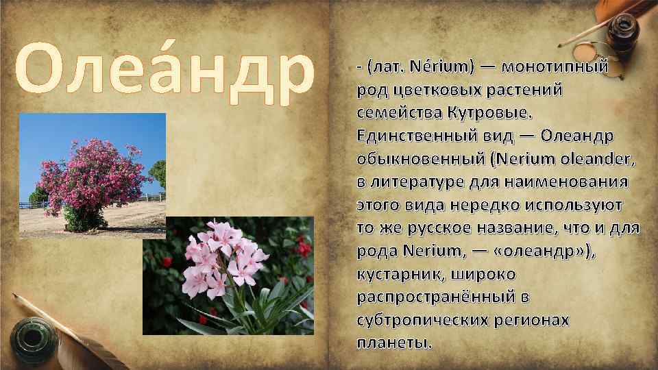 Олеа ндр - (лат. Nérium) — монотипный род цветковых растений семейства Кутровые. Единственный вид