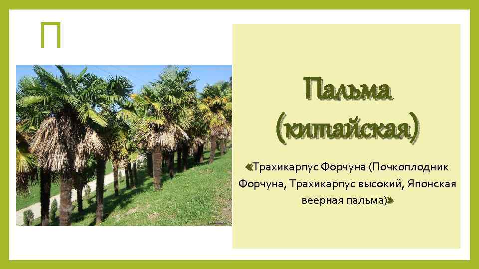П Пальма (китайская) «Трахикарпус Форчуна (Почкоплодник Форчуна, Трахикарпус высокий, Японская веерная пальма)» 
